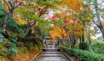 Tour to Japan in Autumn