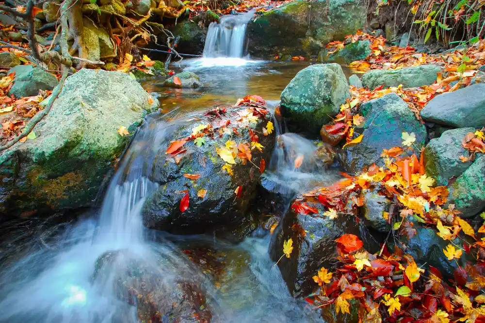 Armenia Autumn Forest