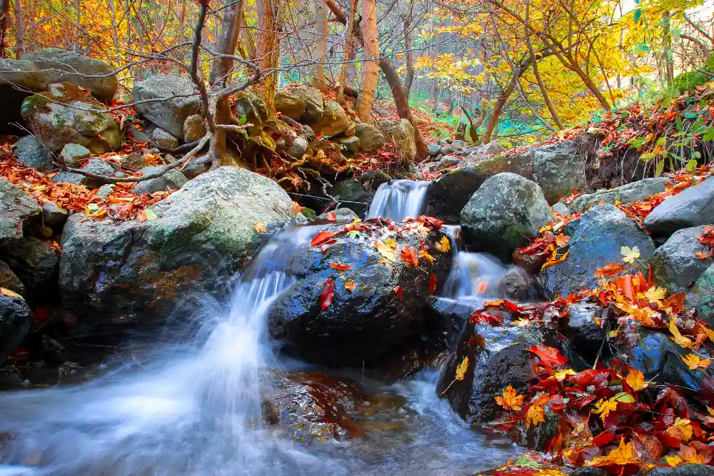 Armenia Autumn Forest