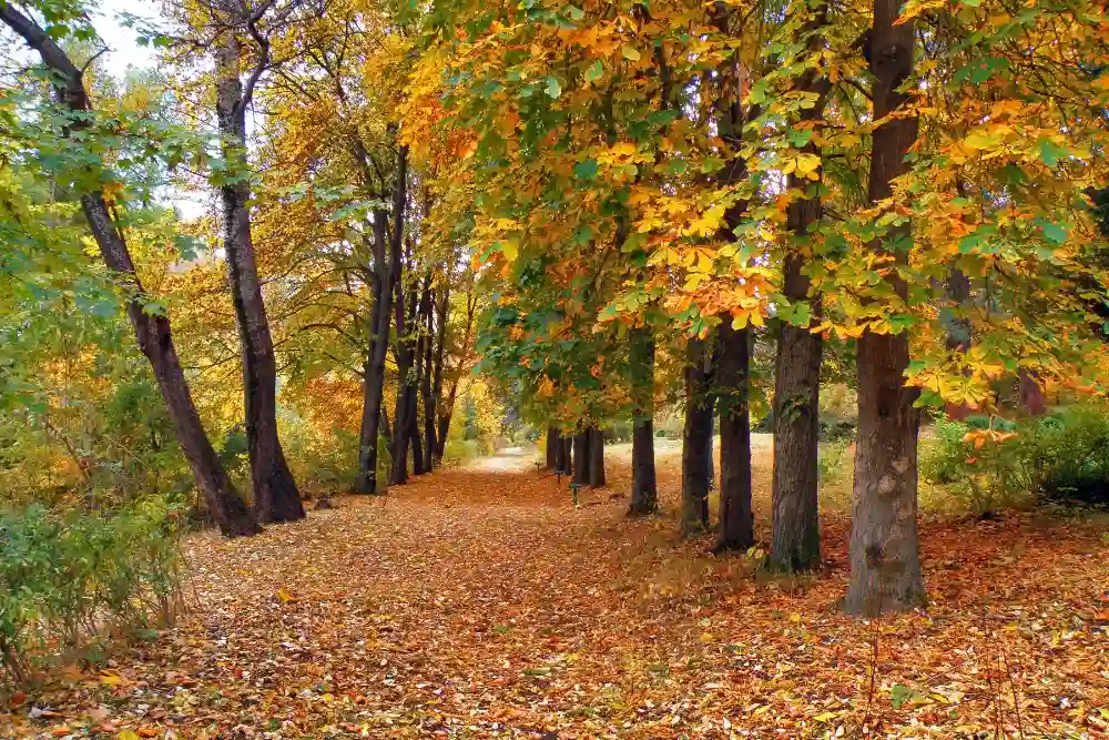 Autumn in Armenia