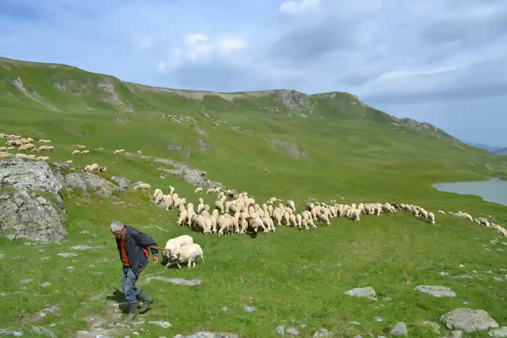 Shepherd in the Syunik mountains