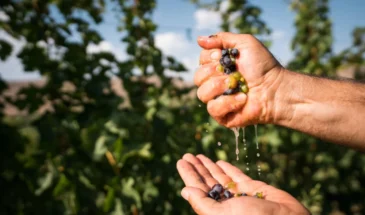 grape-1_optimized Wine Tour to Armenia